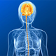 Image for article titled 5 Myths About The Female Brain